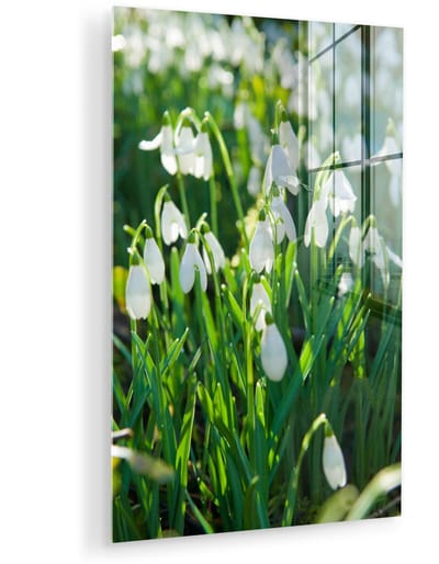 ® Glasschilderij 120x180 cm - Schilderij acrylglas - Veld van sneeuwklokjes - Foto op glas - Muurdecoratie woonkamer - Wanddecoratie slaapkamer - Schilderijen