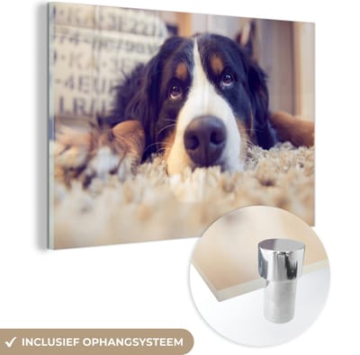 ® Glasschilderij 180x120 cm - Schilderij acrylglas - Berner Sennenhond ligt op een zacht tapijt - Foto op glas - Muurdecoratie woonkamer - Wanddecoratie slaapkamer - Schilderijen