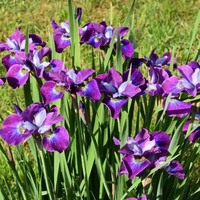 Iris Sibirica 'Currier' - Baardloze Iris - Wortelgoed - 5 stuks