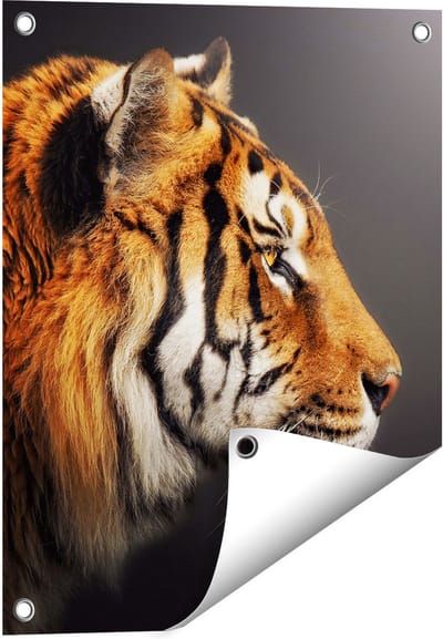 Gards Tuinposter Zijaanzicht van een Tijger - Tijgerkop - 40x50 cm - Tuindoek - Tuindecoratie - Wanddecoratie buiten - Tuinschilderij