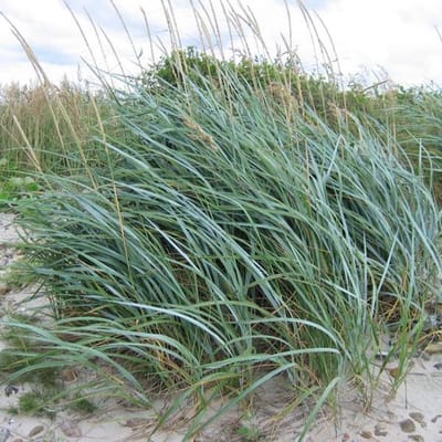 6 x Leymus Arenarius - Strandhaver pot 9x9cm - Sierlijk Zandhaver voor een Onderscheidende Tuin