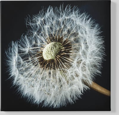 Vierkant Canvas Schilderij - Paardenbloem - Zwart - Grijs - 40x40x2 cm