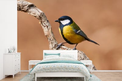 Behang - Fotobehang Vogel - Koolmees - Takken - Breedte 600 cm x hoogte 400 cm