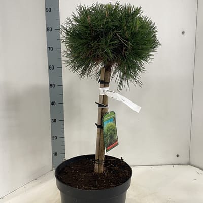 Pinus mugo 'Varella' - Bergden | 40 cm pot