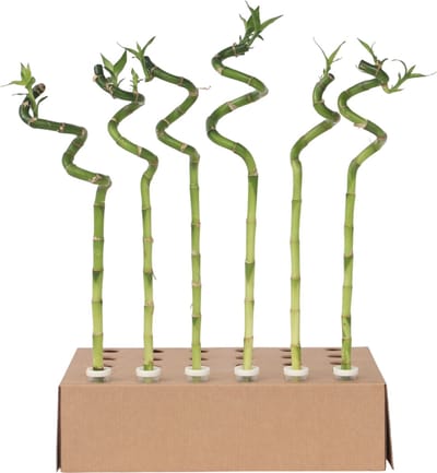 Plant in a Box - Dracaena sanderiana - Set van 6 - Geluksbamboe - Leliefamilie - Kamerplant - Hoogte 40-50cm