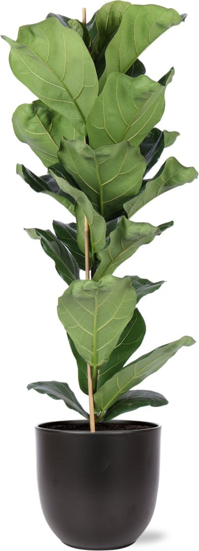 Green Harmony | Ficus Lyrata - Ø21cm - 90cm in BOULE antraciet pot