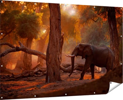 Gards Tuinposter Olifant in het Bos - 180x120 cm - Tuindoek - Tuindecoratie - Wanddecoratie buiten - Tuinschilderij