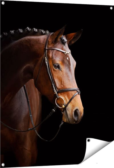 Gards Tuinposter Bruin Paard op een Zwart Achtergrond - 80x100 cm - Tuindoek - Tuindecoratie - Wanddecoratie buiten - Tuinschilderij