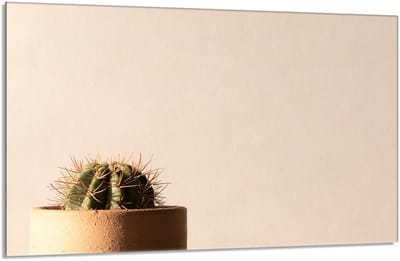 TMK ArtDeko Kaktus Serie - Glazen Beschermplaat - 80x52 cm - Veilig en Multifunctioneel