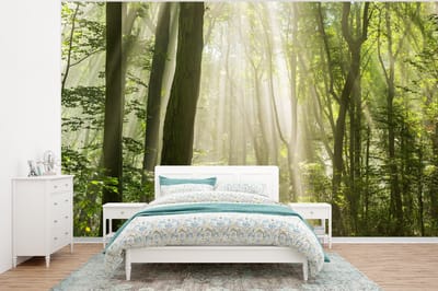 Behang - Fotobehang Bos - Licht - Natuur - Landschap - Breedte 375 cm x hoogte 280 cm