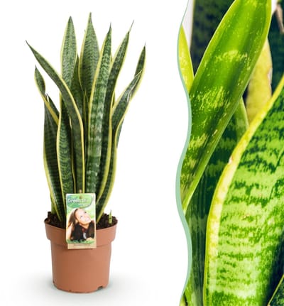 Green BoutiQ - Kamerplanten - Sansevieria Laurentii - Vrouwentong - Weinig onderhoud - Groen - 1 Plant - Pot 17cm - Hoogte 60-70cm