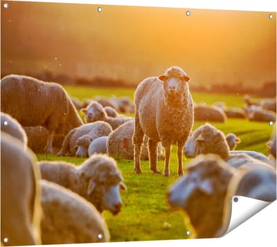 Gards Tuinposter Kudde Schapen bij Zonsondergang - 120x90 cm - Tuindoek - Tuindecoratie - Wanddecoratie buiten - Tuinschilderij