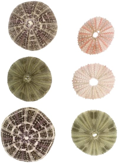 Cosensi- Schelpen Standaard - Decoratieve Schelpen 6 Stuks - Luchtplanten Houder - Aquariums Decoratie - Duurzaam Schaalmateriaal - Uniek Milieugevoel - Aquariumdecoratie