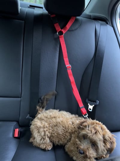 Verstelbare autogordel voor honden - Hondengordel - Hondenriem - Rood - Adjustable dog harness for the car - Leash - Red