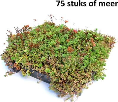 Minimaal 75 stuks! Dakgroen Sedumtray voor daken Type TE Kant & Kla...