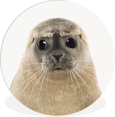 Wandcirkel dieren - Muurcirkel kinderkamer - Zeehond - Zeedieren - Dieren - Wit - Slaapkamer decoratie - Muurdecoratie kinderkamer - 150x150 cm - Kunststof