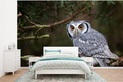 Behang - Fotobehang Uil - Vogel - Takken - Natuur - Breedte 375 cm x hoogte 280 cm