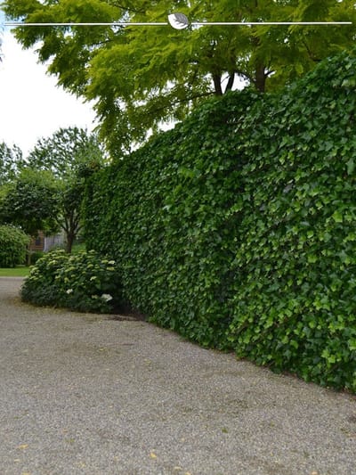 Ierse Klimop Hedera hibernica 100-125 cm in Pot, 500x Haagplant