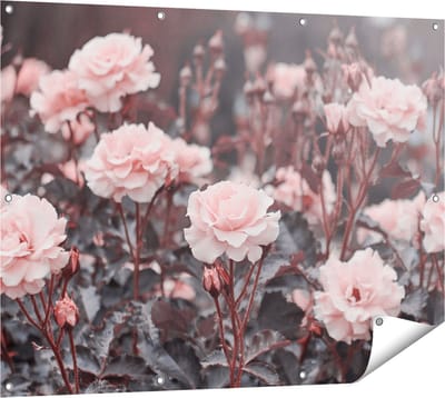 Gards Tuinposter Roze Rozen Bloemen - 120x90 cm - Tuindoek - Tuindecoratie - Wanddecoratie buiten - Tuinschilderij