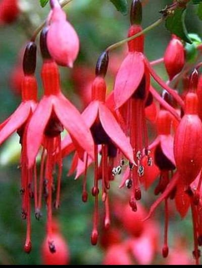 1 x Fuchsia hybr. 'Riccartonii' - Bellenplant, Fuchsiastruik, Tuinfuchsia 30- 40 cm in pot