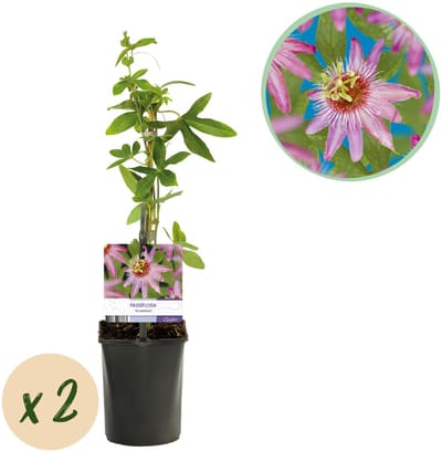 Plantenboetiek.nl | Passiebloem - Passiflora Anastasia - Bloem Roze - Weinig onderhoud - 2 planten - Ø10cm - 30-40cm hoog - Tuinplant