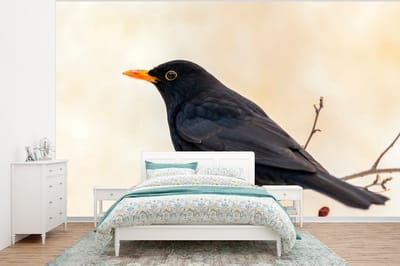Behang - Fotobehang Merel - Vogel - Takken - Bes - Rood - Breedte 375 cm x hoogte 280 cm