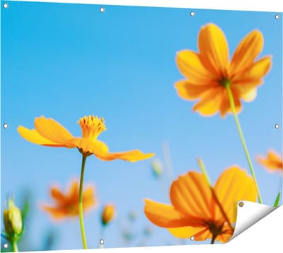 Gards Tuinposter Oranje Cosmea Bloemen - 120x90 cm - Tuindoek - Tuindecoratie - Wanddecoratie buiten - Tuinschilderij