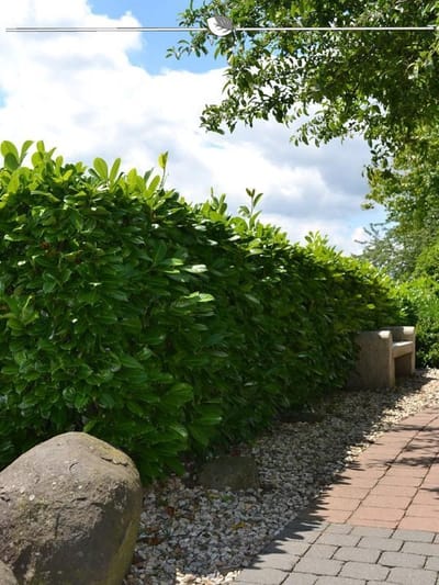 Laurier Prunus Rotundifolia 40-60 cm, 30x Haagplant