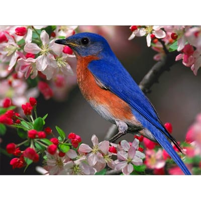 Diamant borduurwerk schilderij prachtige steek van mozaïek bloemen en vogels Picture Home Decor 20X30CM blue