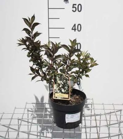 Weigela 'Black and White' - Weigelia 30 - 40 cm in pot