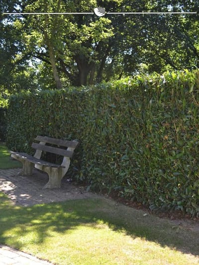 Laurier Prunus Herbergii 80-100 cm, 10x Haagplant