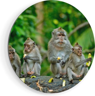 Artaza Dibond Muurcirkel Groep Apen Eten Bananen In Het Bos - Ø 90 cm - Groot - Wandcirkel - Rond Schilderij - Voor Binnen en Buiten