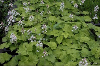 6x Perzische muts - Tiarella cordifolia | 9x9 cm pot
