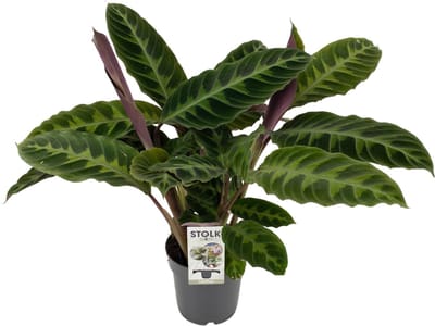 Plantenboetiek.nl | Calathea Warscewiczii - Ø14cm - 40-50cm hoog - Kamerplant - Groenblijvend