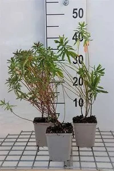 6x Wolfsmelk - Euphorbia polychroma | 9x9 cm pot