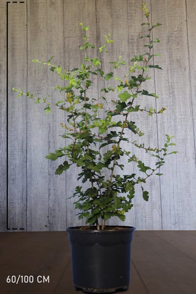 Plants Online - Haagplanten - Heesters - Meidoornhaag - Pot 60-100 cm - set van 10 - Bladverliezend - Bloeiende plant - Inbraakwerend - Populair bij vogels