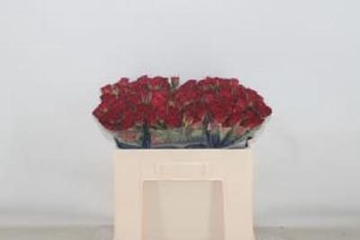 10x Rosa caradonna 50cm
