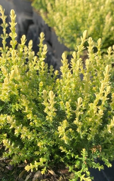 Zomerheide Witte Scheutjes - 10 Stuks - Calluna vulgaris 'Spring Cream' - P9.5 - Plant - Tuinplant - Heide