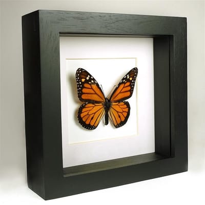 Opgezette vlinder in zwarte lijst 16x16 cm - Danaus plexippus
