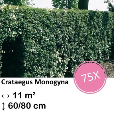 Green Harmony| Crataegus Monogyna - Kale wortel