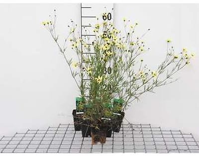 6x Meisjesogen - Coreopsis vert. 'Moonbeam' | 9x9 cm pot