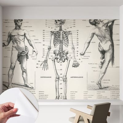 Coloray Zelfklevend Behang - Klassieke anatomie Zelfklevend fotobehang - 152x104 cm - Zwart Zelfklevend Behang - Voor op kantoor, voor de hal, voor de woonkamer - Peel-and-stick techniek - Stickerbehang op rol