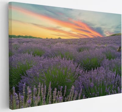 Saammp Canvas Schilderij - Lavendel planten - Bloemen - Landschap - Natuur - 30x20 - Foto op canvas - Wanddecoratie - Muurdecoratie Woonkamer - Slaapkamer decoratie - Canvas Print