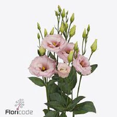 10x Eust.lisanne light pink du 70cm