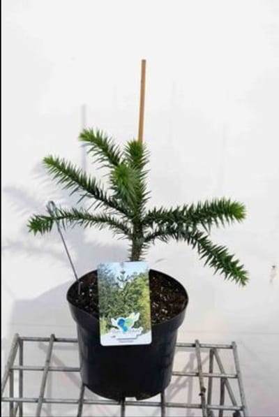 Araucaria araucana - Apenboom, Slangenden | 30-40 cm pot