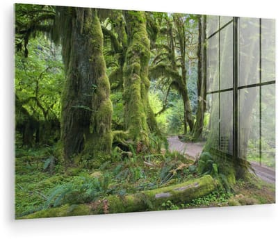 ® Glasschilderij 180x120 cm - Schilderij acrylglas - Bemoste boomstammen in een regenwoud in Washington - Foto op glas - Muurdecoratie woonkamer - Wanddecoratie slaapkamer - Schilderijen