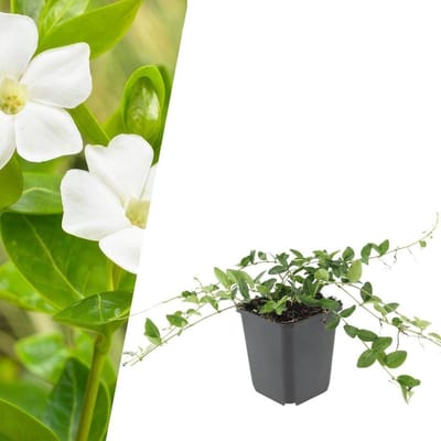 Maagdenpalm planten - Bodembedekker Vinca - Tuin verfraaien - Winterharde vaste plant - 6 stuks - Wit