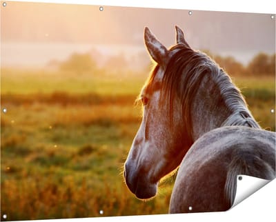 Gards Tuinposter Paard in de Weide tijdens Zonsondergang - 150x100 cm - Tuindoek - Tuindecoratie - Wanddecoratie buiten - Tuinschilderij