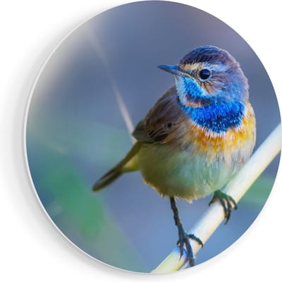 Artaza Forex Muurcirkel Kleurrijke Blauwborst Vogel Op Een Tak - 60x60 cm - Wandbord - Wandcirkel - Rond Schilderij - Wanddecoratie Cirkel