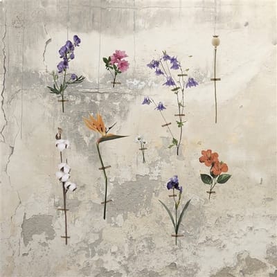 Horzines Stara - Bords De Terre Dubhe (CD)